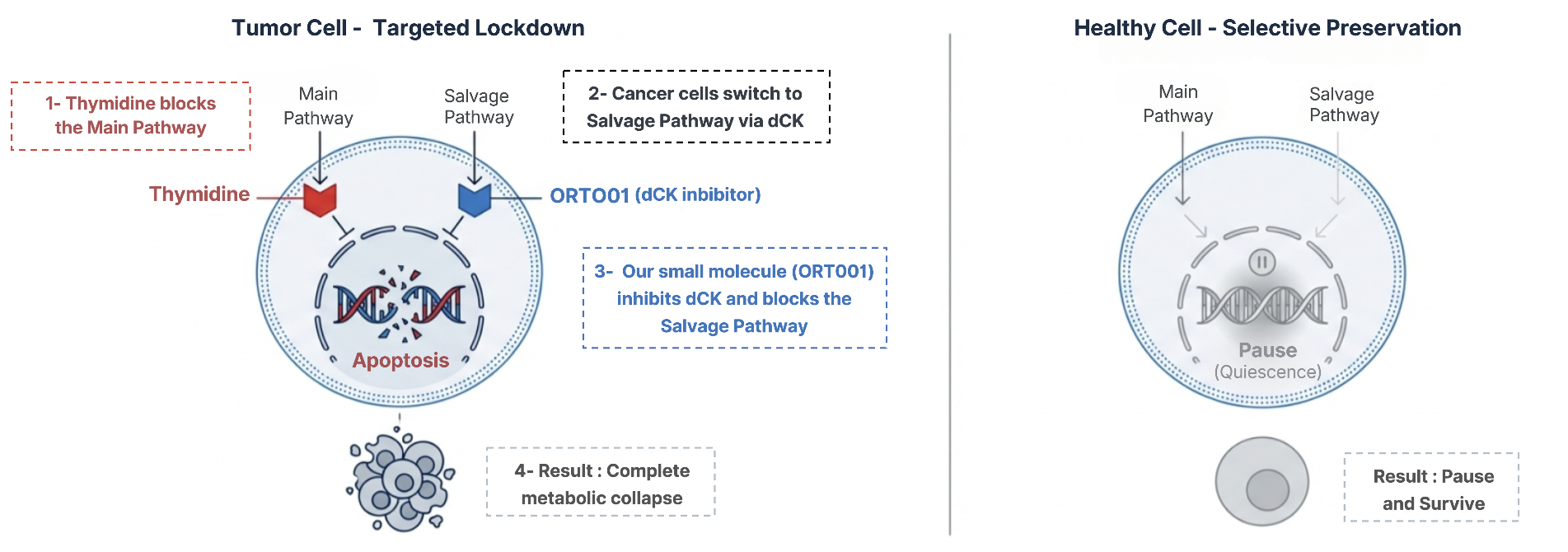 Orthos Therapeutics Technology Infographic